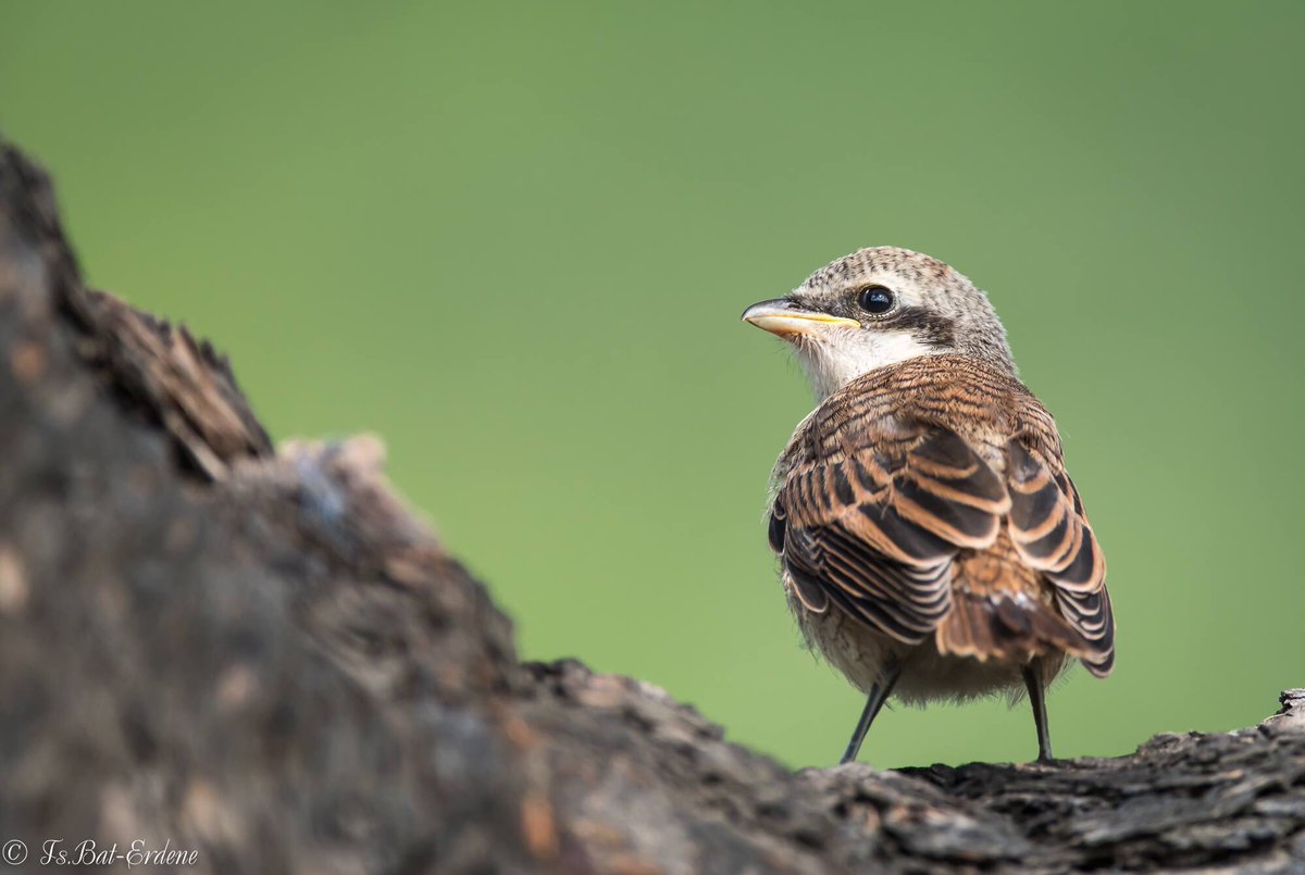 Шувуу хамгаалах өдөрт..