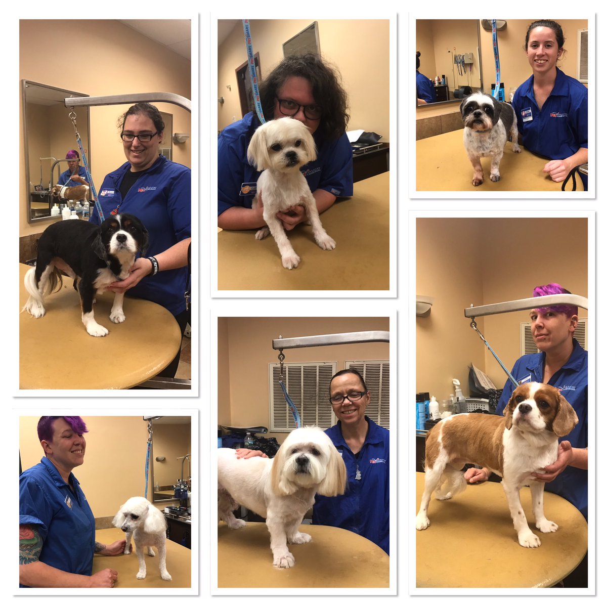AlemanyTiffany's tweet photo. Check out these happy students and cute pups week 1! #TraineesRock #Academy #DATsStandOut @KurtD_Salons @PetSmart_DaveK @CarrieVillani https://t.co/KF2uyiFbT8