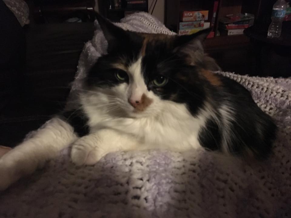 Guelph Lost Pets On Twitter Izzy S Missing Spayed Female Calico