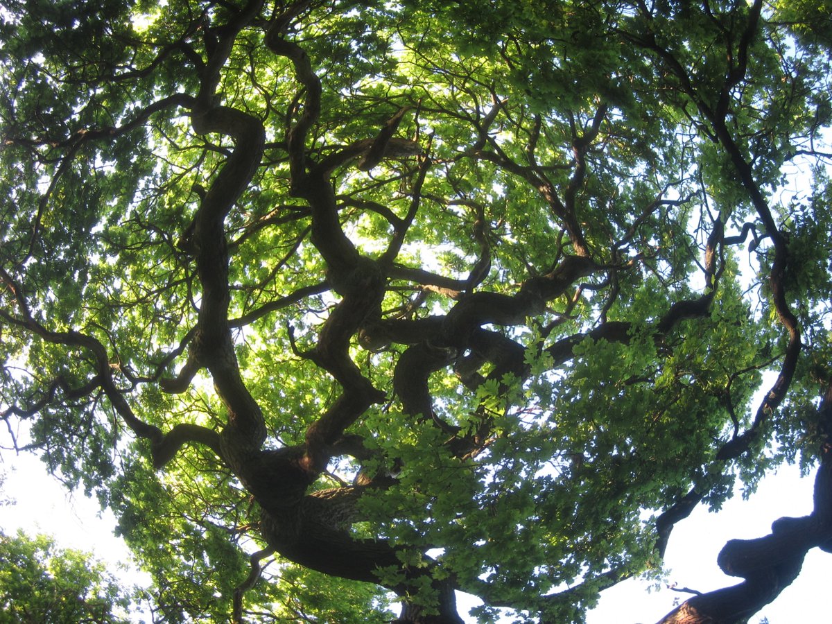 WYSIW's tweet photo. @WoodlandTrust Twisted Willow ? No. Twisted Oak. Stunning tree. https://t.co/Ai0qAkKdiC
