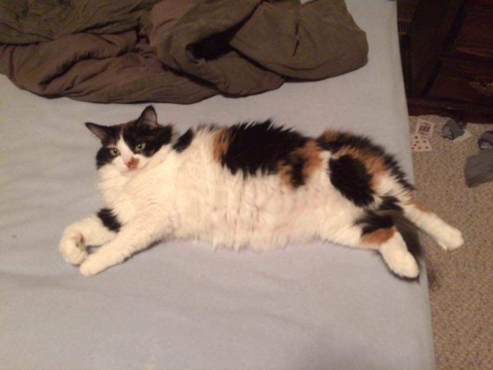 Guelph Lost Pets On Twitter Izzy S Missing Spayed Female Calico