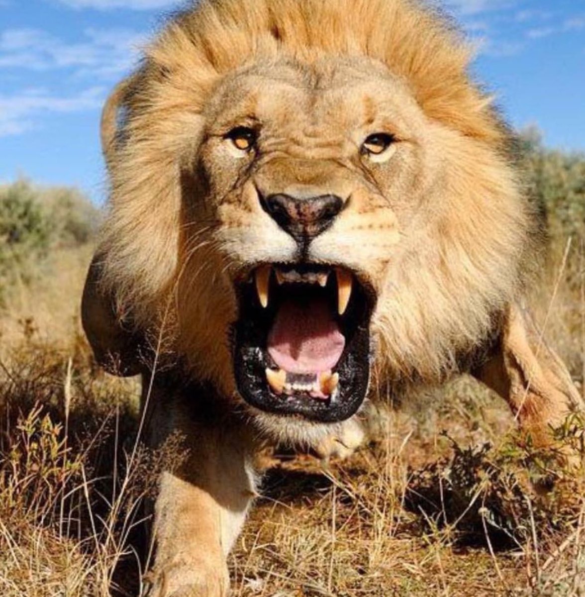 AMHSSoftball's tweet photo. Lions are #hungryandhumble moving in to week 1 of 3 of our post season run! Let's go! #leavenodoubt #lionpride #trophybound https://t.co/MmsWlaXxGR