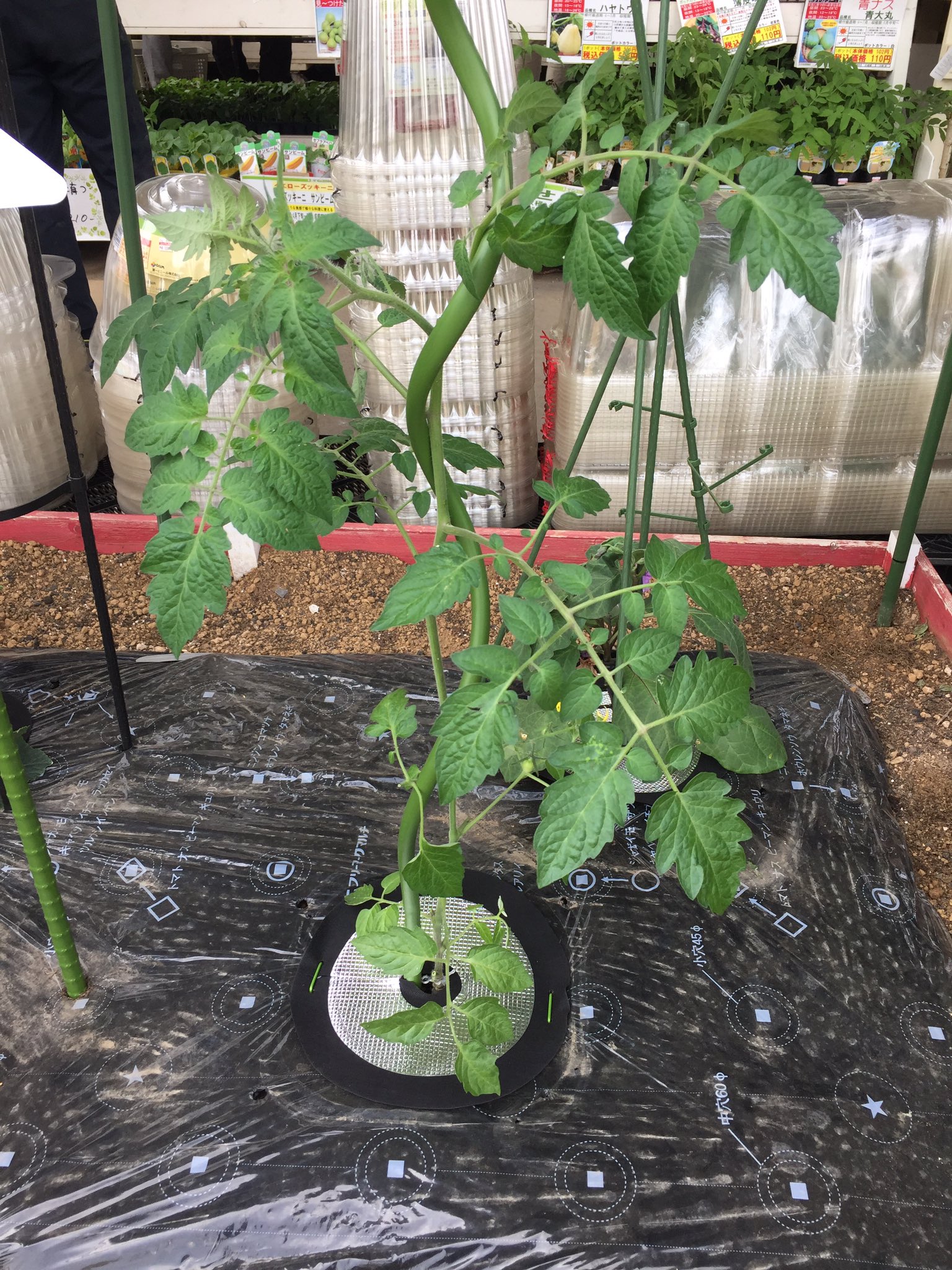 ジョイフル本田 ガーデンセンター ガーデンセンター幸手店 埼玉 夏野菜がグングン育っていると思います ٩ W و トマト栽培に便利な支柱 トマポール はいかがでしょう ラセン状に伸びるトマトには ラセン状の支柱がおすすめ ヒモでしばらなく