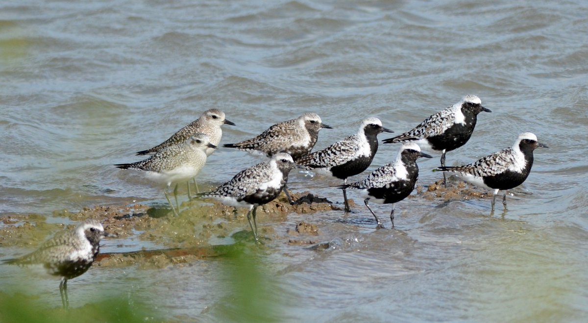 26 Summer plumed Grey Plover seen on Cooling Marshes, Hoo on Friday. <a href="/fonkm/">North Kent Marshes</a>