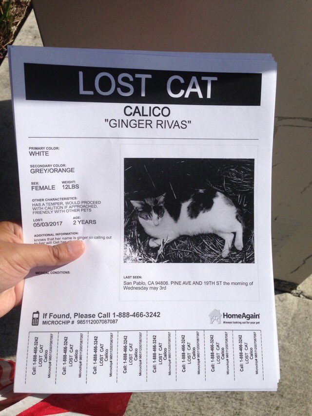 IChiquisRivera1's tweet photo. My cat ginger went missing in the San Pablo ca area #bringgingerhome pls retweet to spread the word trying to get my mama cat home safely https://t.co/AJM2agAjKT