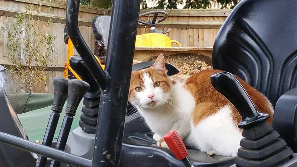 HM Designs Oxted (@hmdesigns_oxted) on Twitter photo Have you seen missing #cat Yoda in #Edenbridge? Pls RT. <a href="/LoveEdenbridge/">Love Edenbridge❤</a> <a href="/MissingPetsGB/">Missing Pets GB</a> <a href="/PetsLocated/">Pets Located</a> #lostcats Have you seen missing #cat Yoda in #Edenbridge? Pls RT. <a href="/LoveEdenbridge/">Love Edenbridge❤</a> <a href="/MissingPetsGB/">Missing Pets GB</a> <a href="/PetsLocated/">Pets Located</a> #lostcats