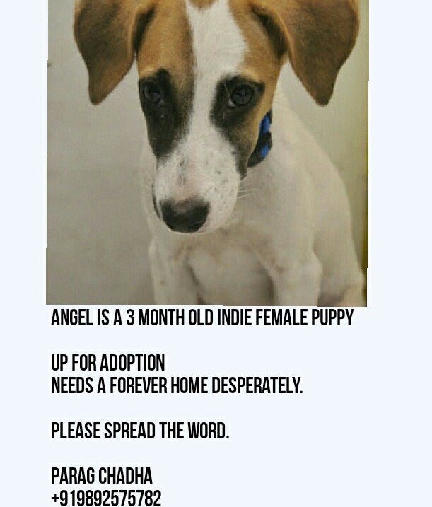 VirAnimals's tweet photo. You need to give her a home! Now! Spread the word!!! https://t.co/oNYJ5lUj2T