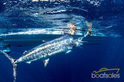 boatsalescomau's tweet photo. These incredible #taggedfish recaptures and tagging news from @nswdpi will blow your mind #citizenscience More at https://t.co/wwVQIdl8PU https://t.co/GAiS2K2nyq