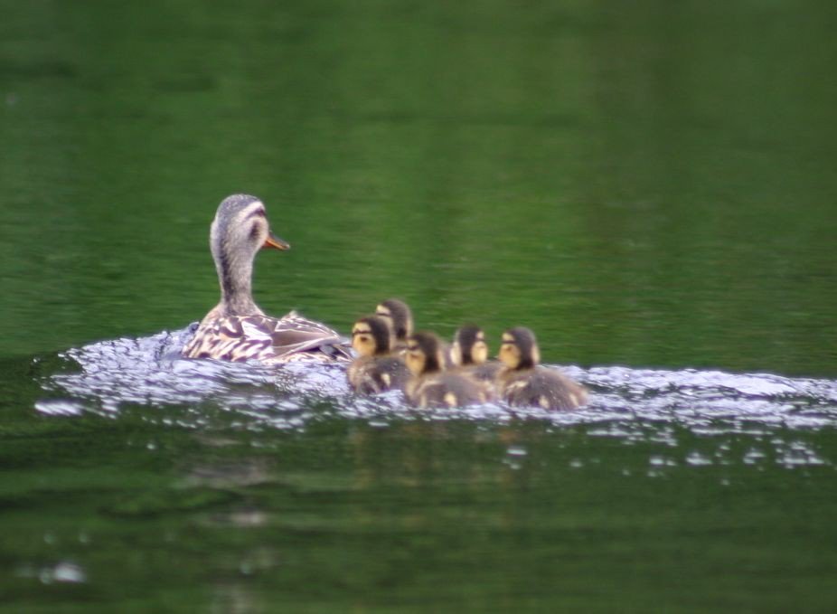 Soon the time of year when we see chicks on the river walks. Who knows what these are?
#familyholiday #campingscotland