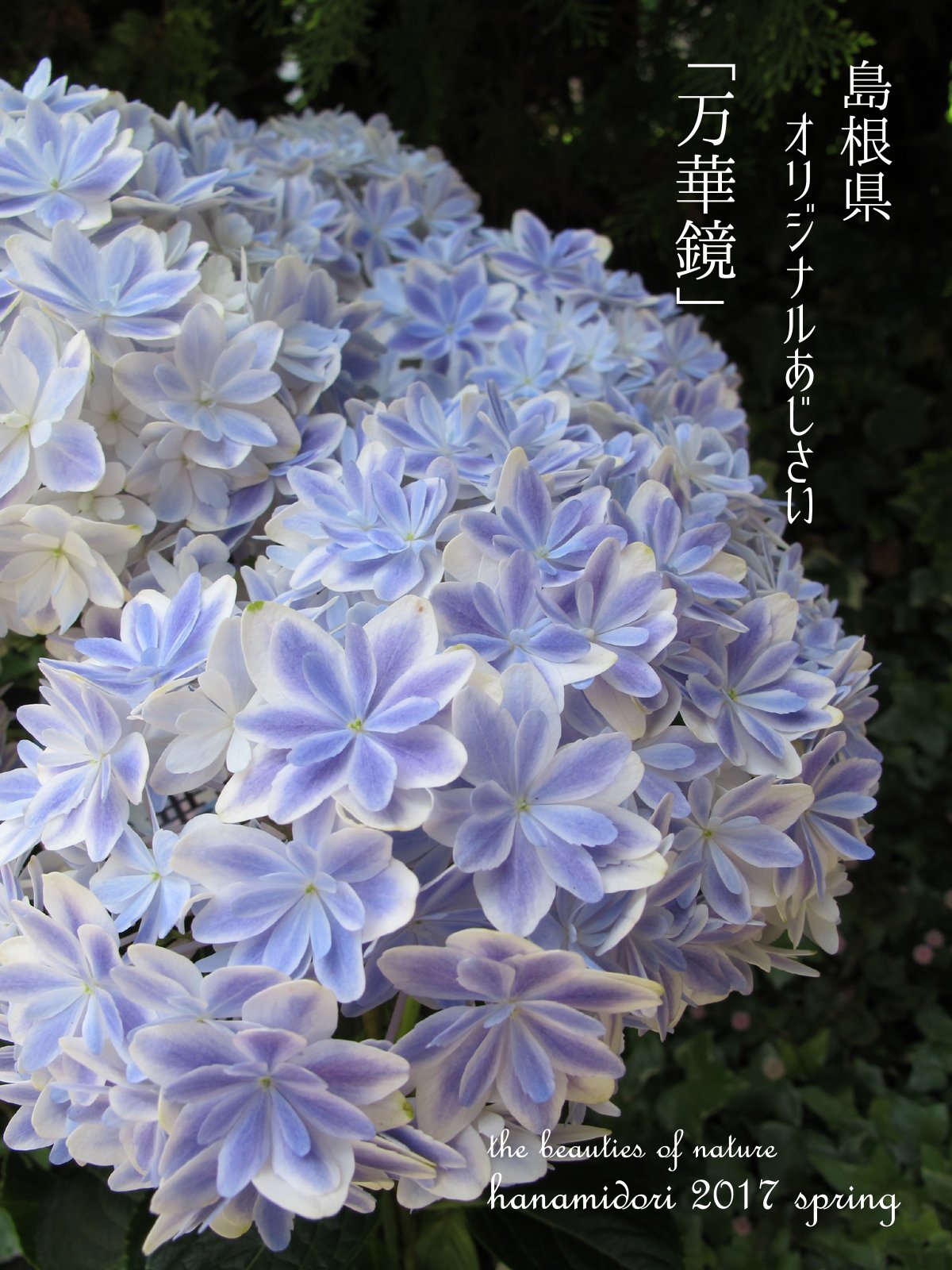 園芸専科 花見鳥 Hanamidori Twitter ನಲ ಲ 島根県オリジナルあじさい 万華鏡 銀河 入荷しました 今年もよろしくお願い致しますm M アジサイ 万華鏡 銀河 あじさい 島根県 母の日 さいたま市 南浦和 浦和 園芸 花見鳥 T Co