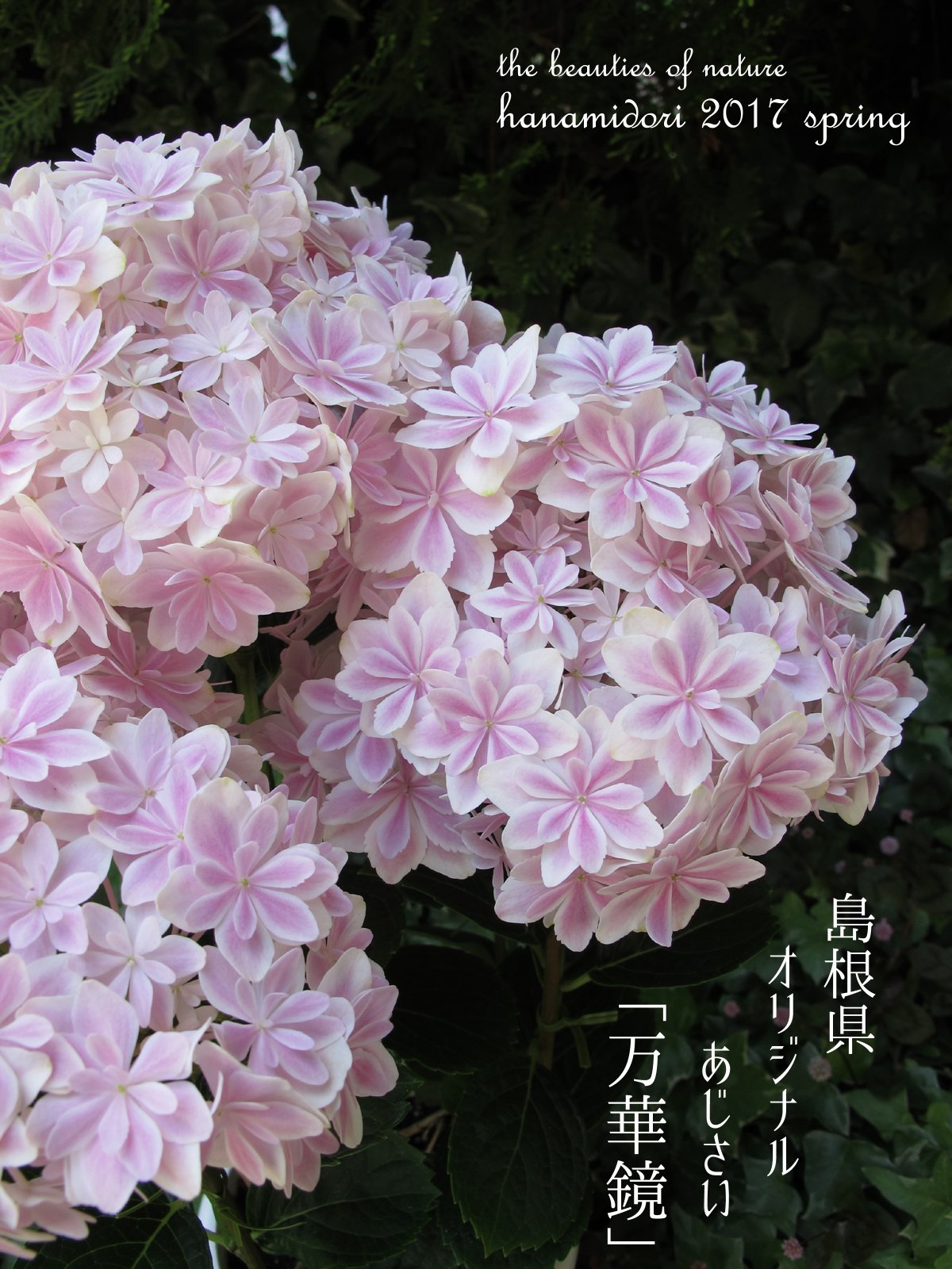 園芸専科 花見鳥 Hanamidori 島根県オリジナルあじさい 万華鏡 銀河 入荷しました 今年もよろしくお願い致しますm M アジサイ 万華鏡 銀河 あじさい 島根県 母の日 さいたま市 南浦和 浦和 園芸 花見鳥 T Co J1lqciy4j3 Twitter