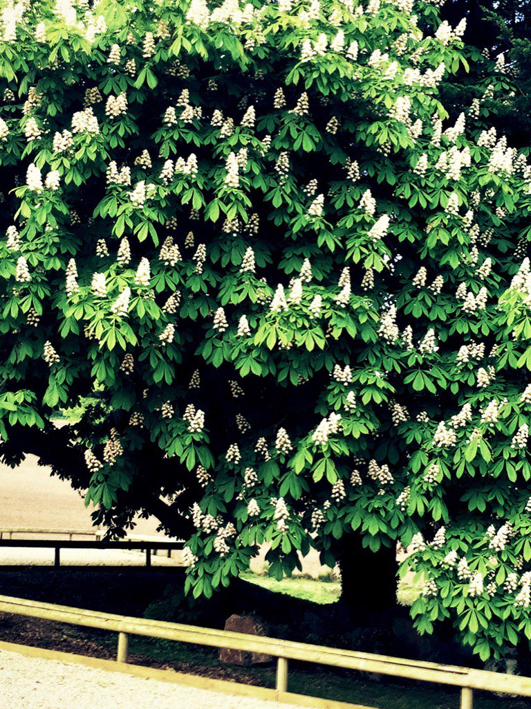 newleafonline's tweet photo. @RumwellHall looking very beautiful this morning with Horse Chestnut tree in full bloom. #tree #horse-chestnut https://t.co/8tFcufhuFL