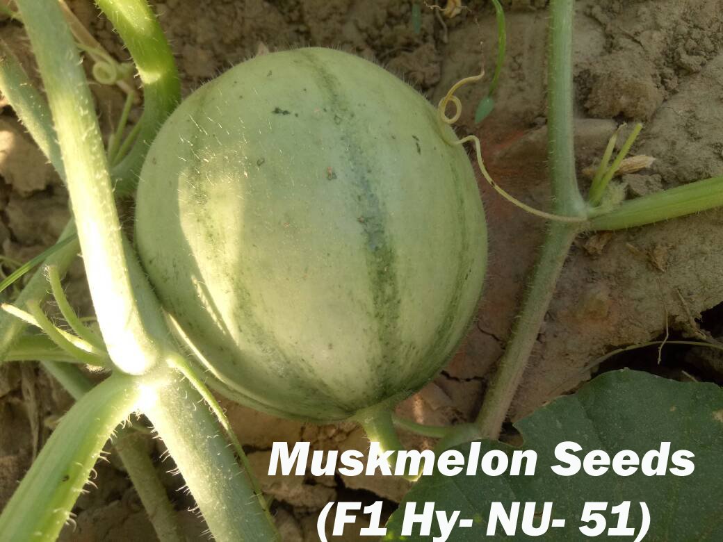 NunhembiSeed's tweet photo. #Zonal_Manager of Nunhembi Hybrid Seed Co. Pvt. Ltd., Farmer visit today #muskmelon_seeds (F1 Hy)- NU- 51 https://t.co/1KyD3B7MPT