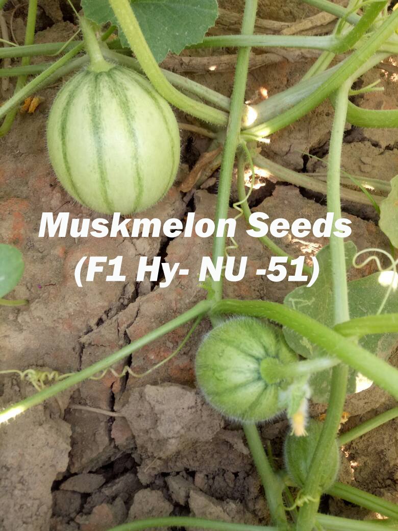 NunhembiSeed's tweet photo. #Zonal_Manager of Nunhembi Hybrid Seed Co. Pvt. Ltd., Farmer visit today #muskmelon_seeds (F1 Hy)- NU- 51 https://t.co/1KyD3B7MPT