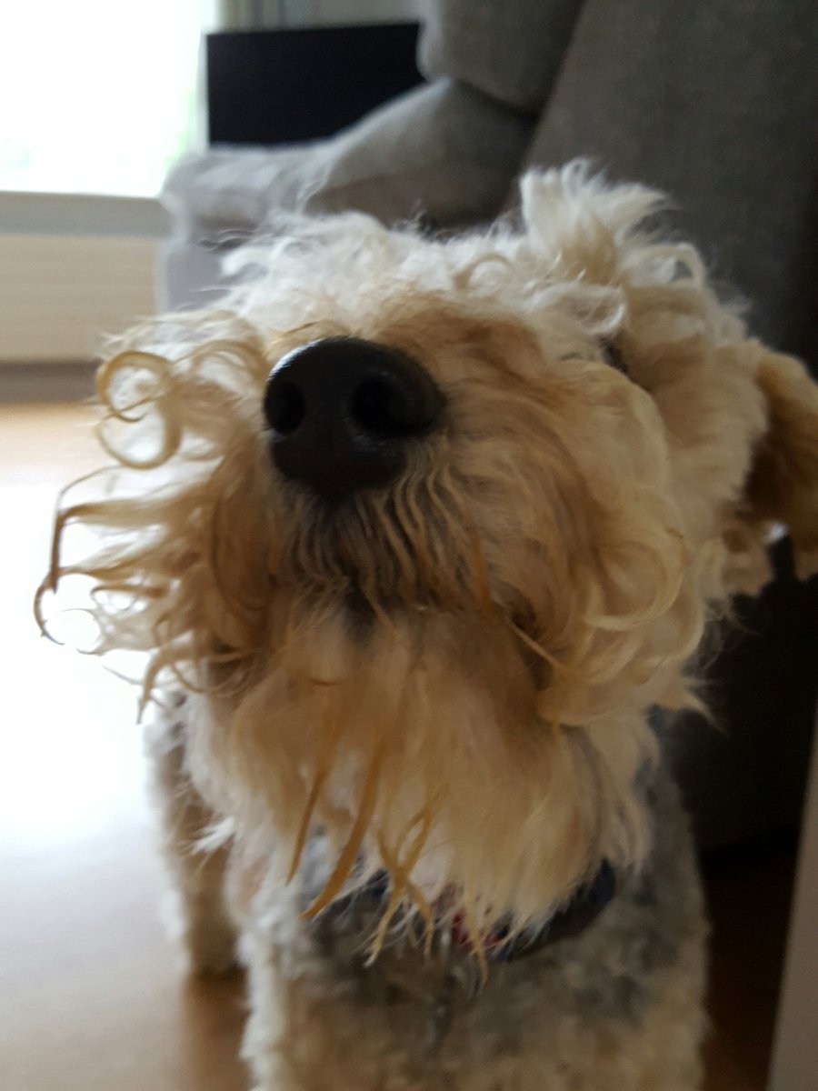 ArchieLakeland's tweet photo. @patchterrier Me too #SaveMyBeard https://t.co/cXhjKiO0ST