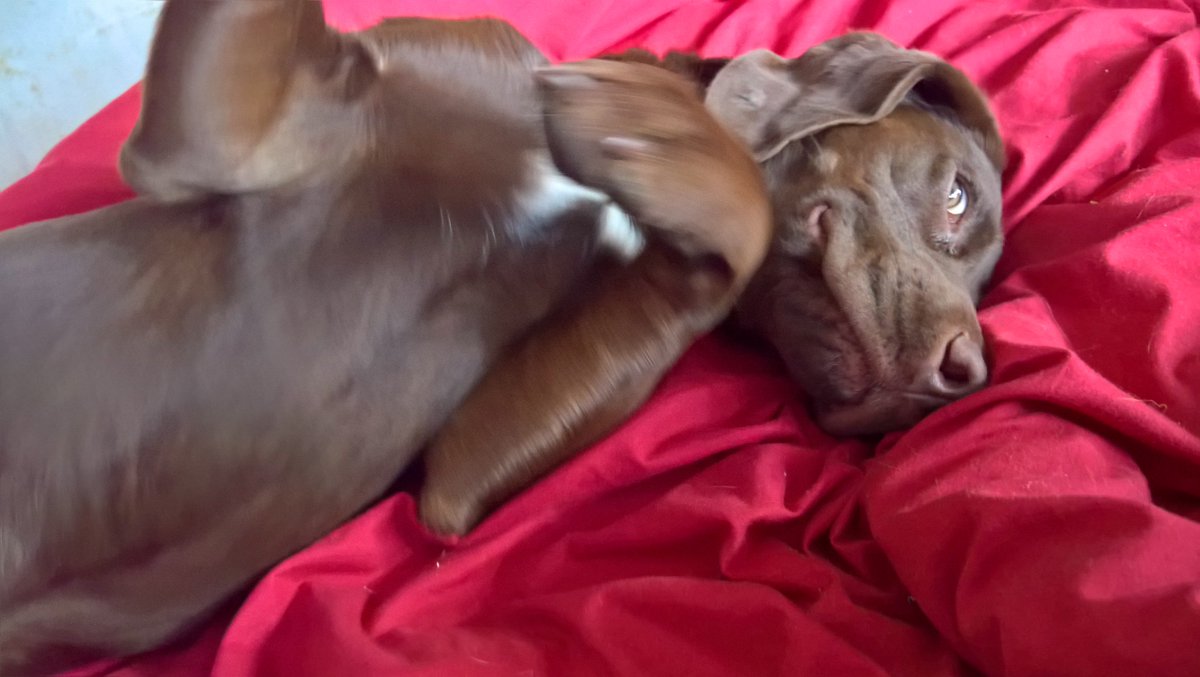 frankie and bennie (@valerietom) on Twitter photo 