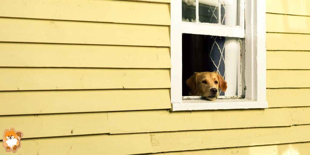 getfetchbox's tweet image. Be on the look out #fetchboxpack - there's great things coming in the mail for you!

#fetchbox #australia #dogsoftwitter #dogs #furbaby