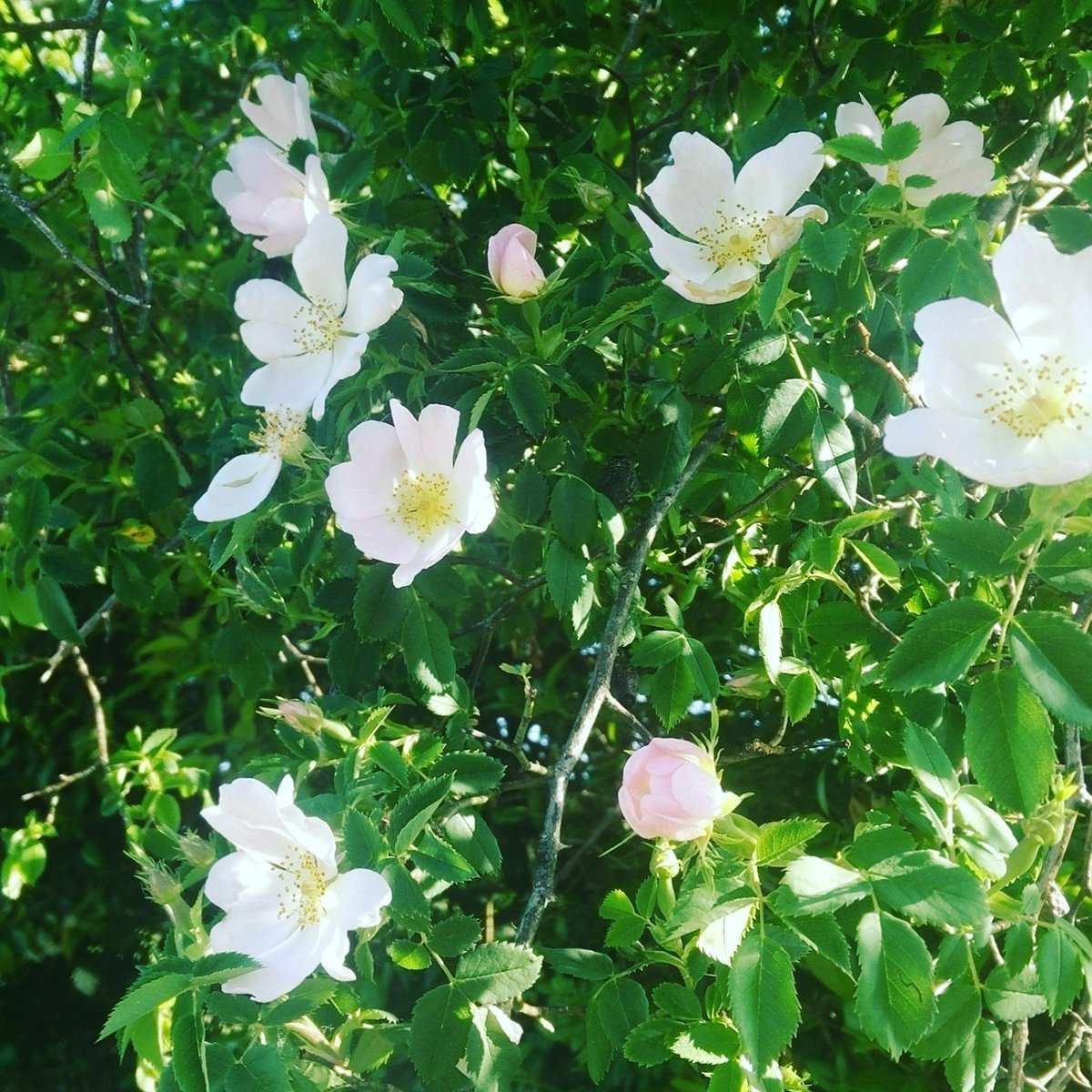 Weekendandtrips's tweet photo. Reprise du #running après le #marathonnantes ! Sous le 🌞 et au milieu des fleurs🌻🌼 https://t.co/WQ0R1NifPI