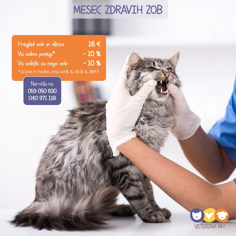 VeterinaMH's tweet photo. Danes se začenja mesec zdravih zob! Nudimo vam popust na zobne posege in izdelke za nego zob ter pregled zob in dlesni mačk in psov za 16 €. https://t.co/8JYRn6ViHc