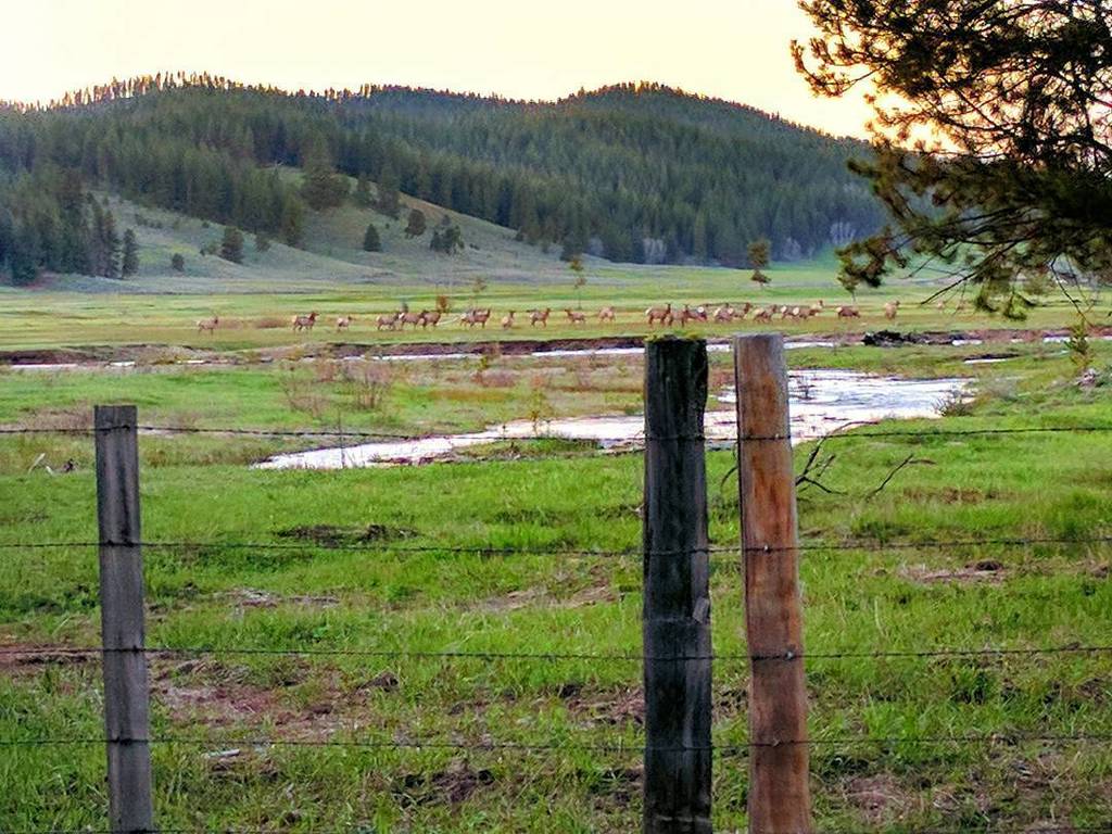 hny_bdgr_dgaf's tweet photo. Saw a big ass herd of deer on our way home, pic doesn't do it justice.
#idaho #idahome #deer #wildlife #goldfork … https://t.co/oFyTbG58lc https://t.co/boakyB7N4g