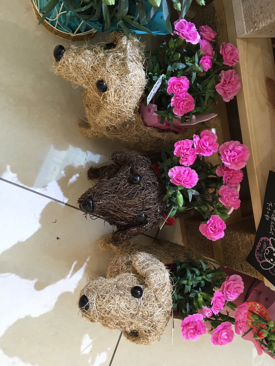 tarimstaff's tweet photo. 懐かしい気持ちになりました🐕 https://t.co/3uU4fhEVj2