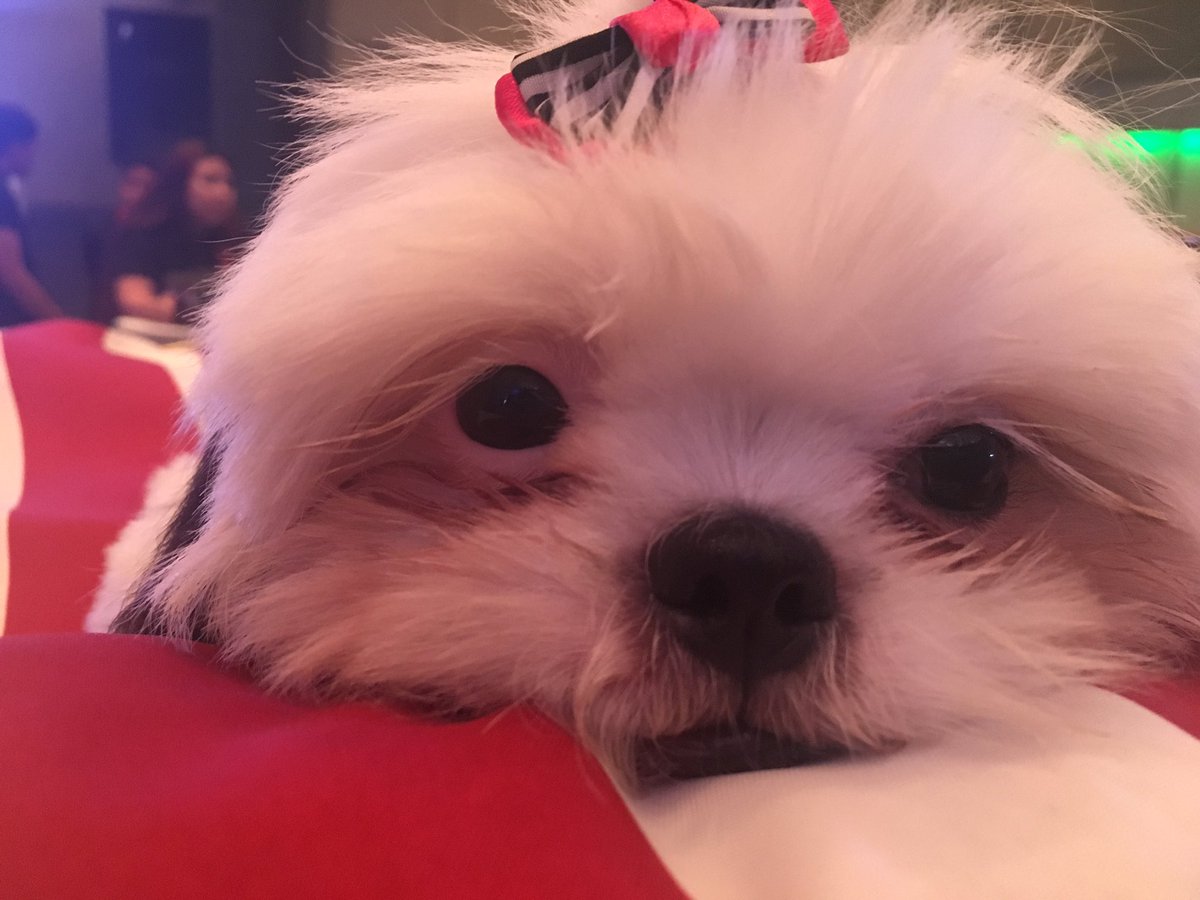jinri_88's tweet photo. I can't get enough of this cutie 😭 @happywagtales #wagtalesapp #happywagtales https://t.co/nKehFrK2RG