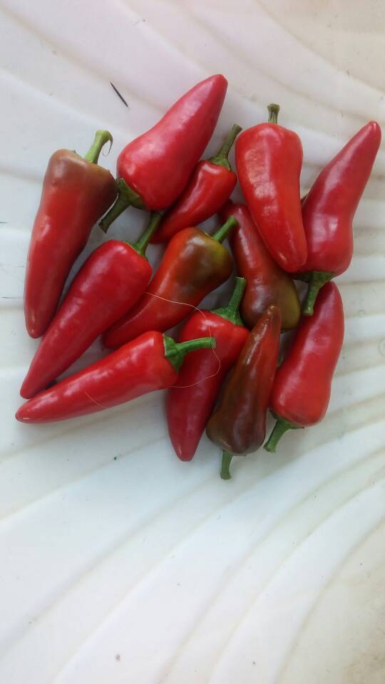 markgrown's tweet image. Red/chillies now available