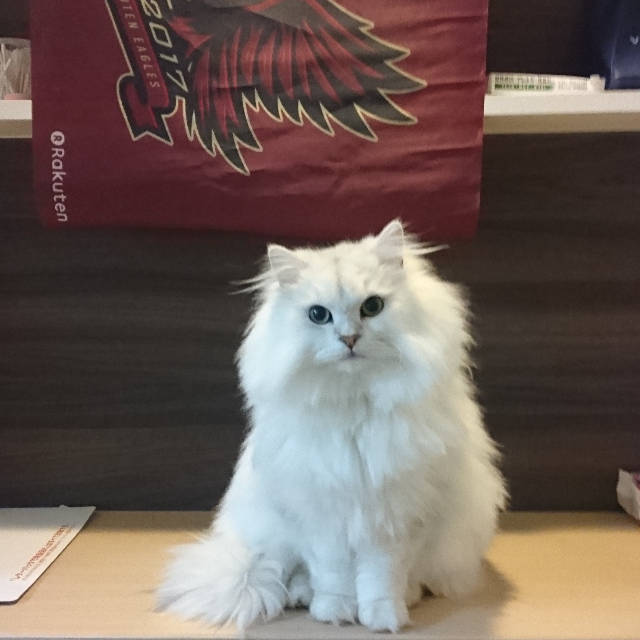 ペルシャ猫のチャム Chamu422 Twitter