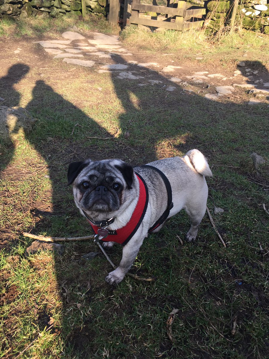 Elsiemaepuggles's tweet photo. It's my birthday 🐾🍗🍖🎀🎁🎈🎉. I think I look pretty good for 9 👍🏻 https://t.co/7czwvOvZ04