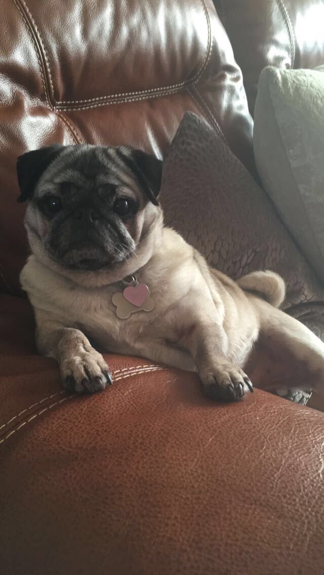 Elsiemaepuggles's tweet photo. It's my birthday 🐾🍗🍖🎀🎁🎈🎉. I think I look pretty good for 9 👍🏻 https://t.co/7czwvOvZ04