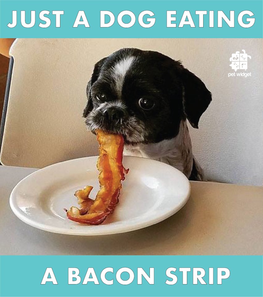 PetWidget's tweet photo. 🥓🥓🥓

'cause it's Monday 🙄

https://t.co/nbup3gCnZd

#PetWidget #Mondayblues #dogs #bacon https://t.co/LH82jr1Wds