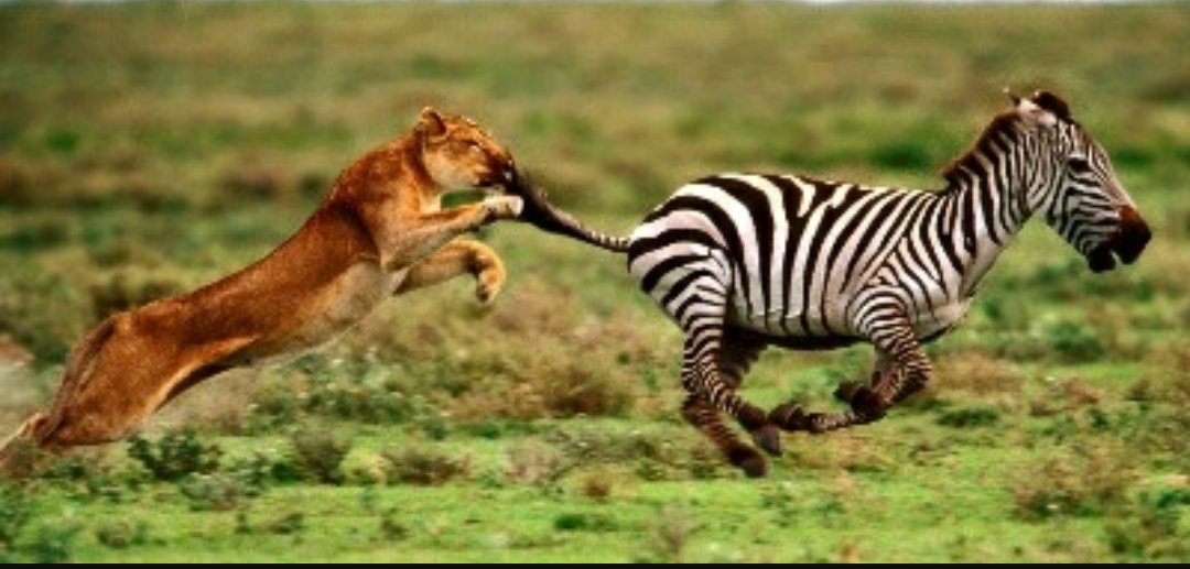 kituragirl's tweet photo. #mondaymotivation-Either you run the day or the day runs you! You are running either way...choose wisely! #PearlofAfrica #ugandantwitter https://t.co/kBnqbDhBNQ