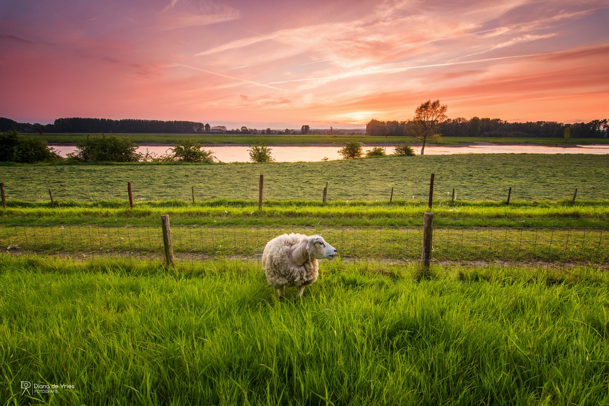 Gisteravond bij de IJssel in Angerlo. <a href="/TheBestSunsets/">⚡️</a> @Mooi_Nederland_  <a href="/MooiAchterhoek/">Achterhoek</a> <a href="/inde8erhoek/">Jedoethetinde8erhoek</a> <a href="/mooieluchten/">mooieluchten</a> <a href="/GelderseStreken/">Gelderse streken</a>