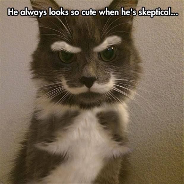 chrisbigginstwe's tweet photo. Funny Cat Memes rule! find more funny cats here https://t.co/UyebKNFi8H #funnycatmemes #funnyca https://t.co/L8AqdcfAKH