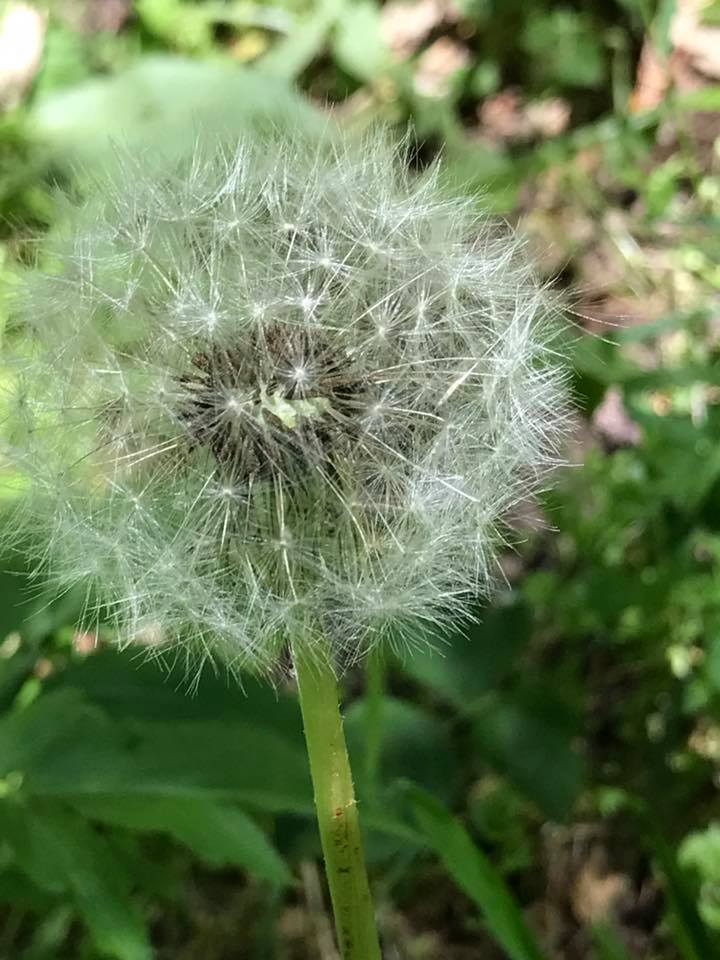 La primavera è esplosa nella sua più raffinata varietà di verde in #Valnerina, con il Nera che brilla sotto il sole! #umbriacuoreverde