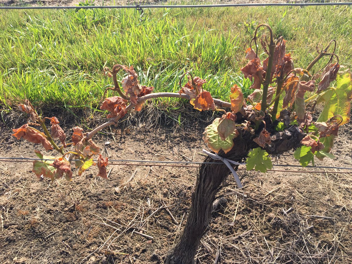 Colleen_Ashley2's tweet image. The impact of the frost devastated vines in #SaintEmillion will take around 2 years to hit supplies and prices #feelingsad #lastfrost