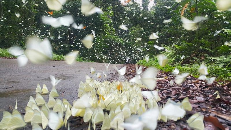 VietnamTypical's tweet photo. Get ready to be overwhelmed by butterflies at this national park in #Vietnam 🦋🦋🦋
See more at: https://t.co/0zYC8lsjP9
#ninhbinh #butterflies https://t.co/Xz8L6RFqfn