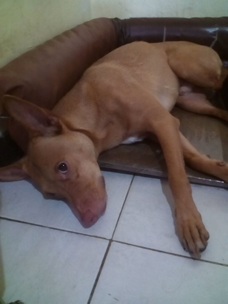 PhotoPets's tweet photo. Hoy queremos dar las gracias a @legaleli por rescatar especialmente a Luci y cuidar del resto de la familia: Camila, Milo y Pancho https://t.co/5RqilyHjFt