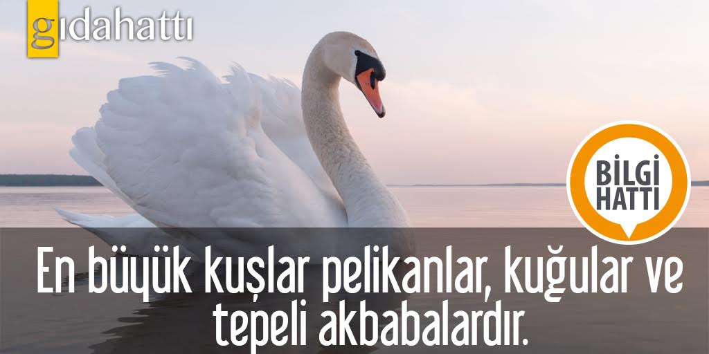 gidahatti's tweet image. #pelikan #kuğu #akbaba #bilgihattı @GIDAHATTI