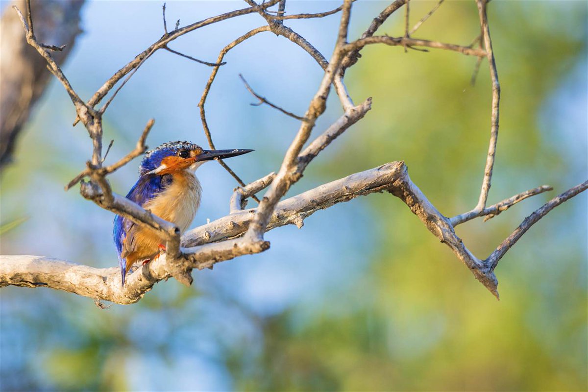 lonelyplanet's tweet photo. #Madagascar: an island unlike any other https://t.co/61YduUvyLd via @LPTraveller #travel #lp https://t.co/C1GParehtv