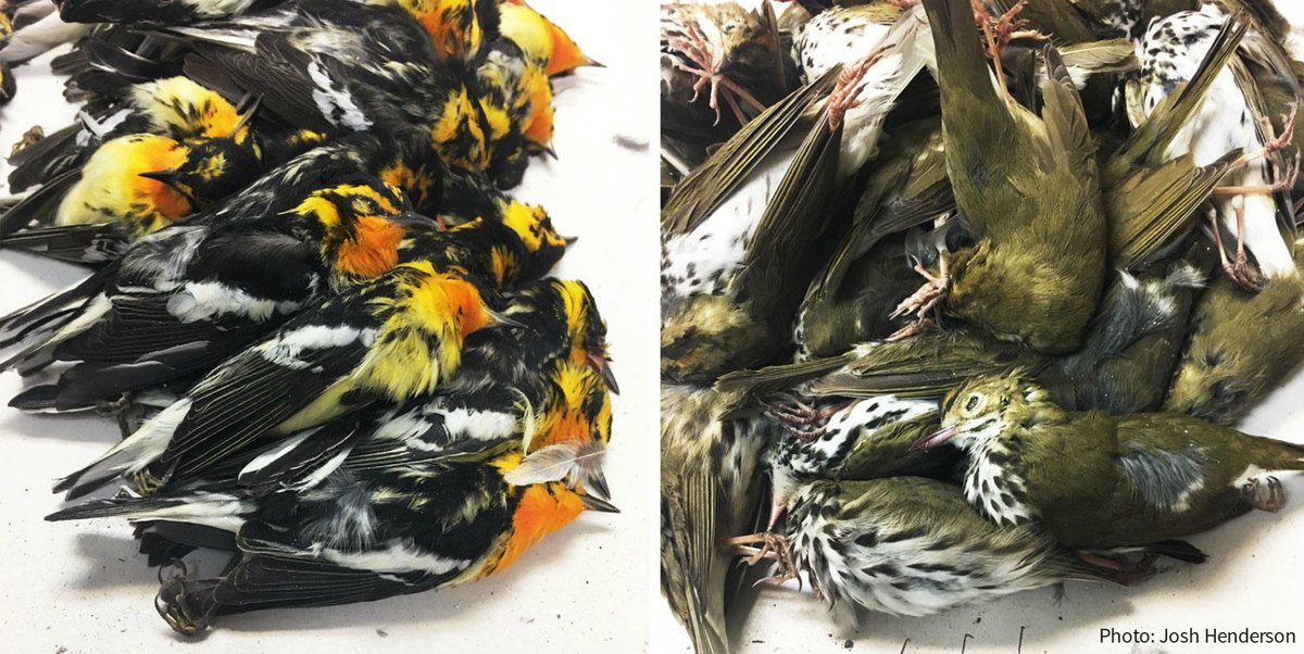 audubonsociety's tweet photo. Almost 400 migratory birds were killed by one Texas building in a single night. https://t.co/CtL4DFvleG https://t.co/8hkohKV4Sl