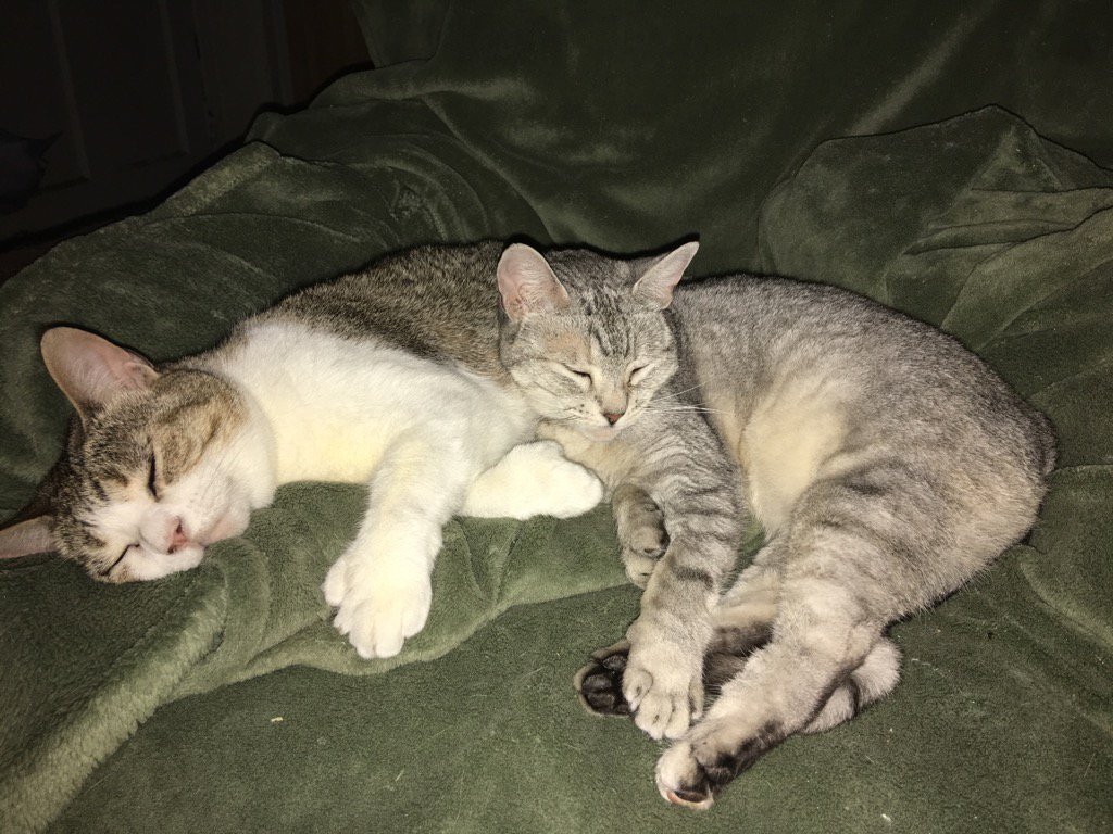 MagdaleneXXX's tweet photo. Olivia &amp; Lyra napping in the recliner. https://t.co/QvF3tf9D1w