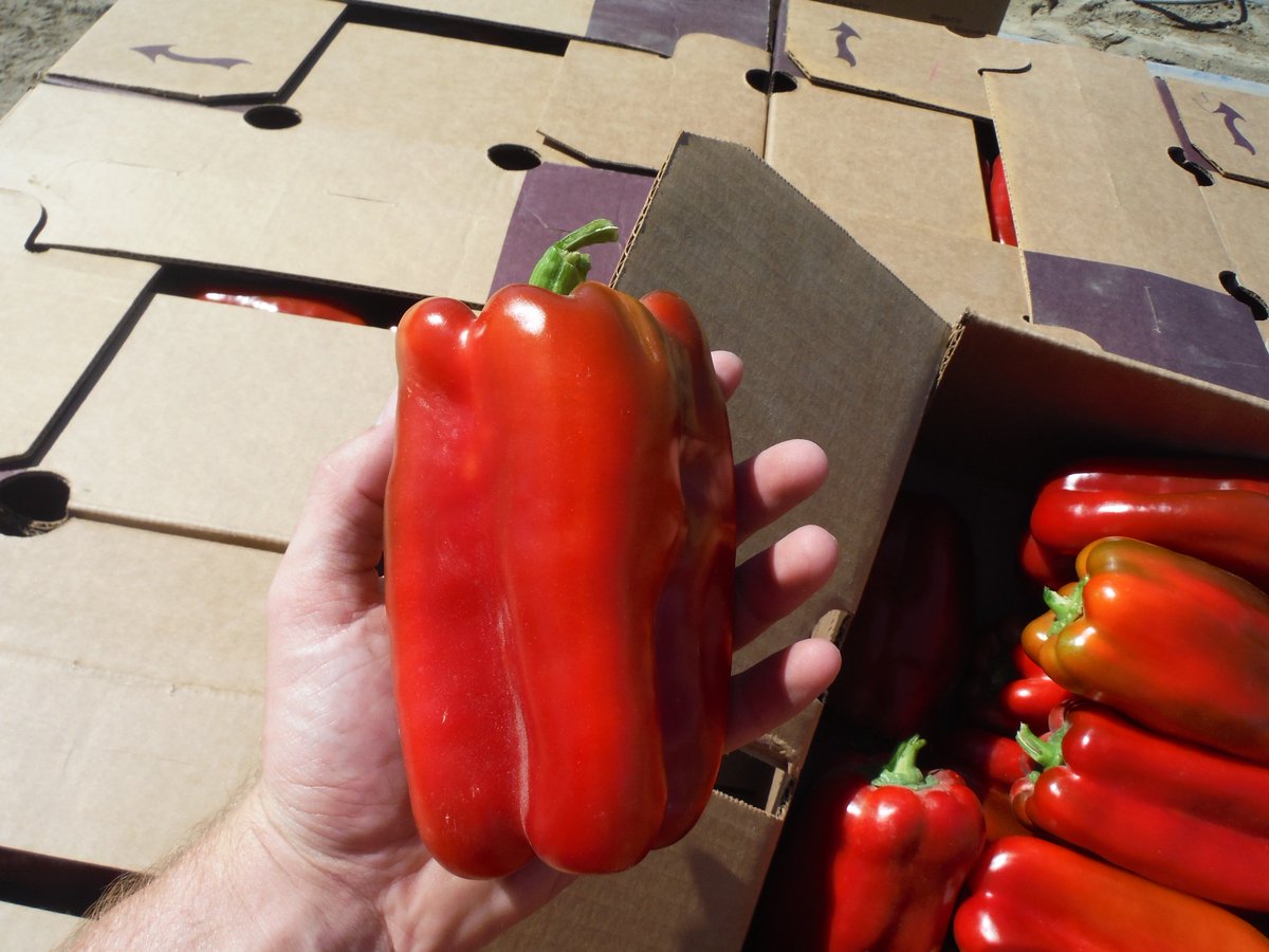 JJRanchProduce's tweet photo. Happy Monday Everyone! We have Coachella Valley Red Bells! Give us a call today! https://t.co/Bnsua9c6SB