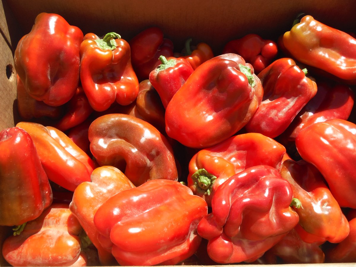 JJRanchProduce's tweet photo. Happy Monday Everyone! We have Coachella Valley Red Bells! Give us a call today! https://t.co/Bnsua9c6SB