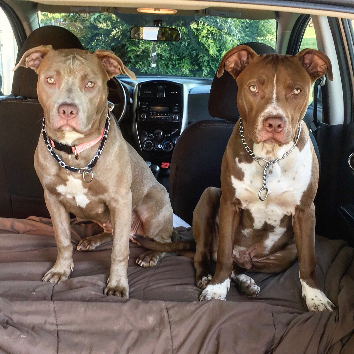 My babies 🐶