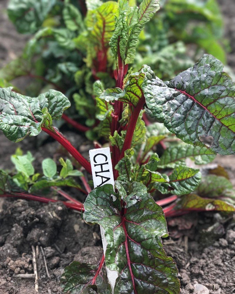 picknmixplants's tweet photo. Lovely chard crop at Attingham Park ☀️ #attinghampark #chard #kitchengarden #walledgarden #vegetablegarden #picknm… https://t.co/x7looYSbqK https://t.co/rsFhkB7Mao
