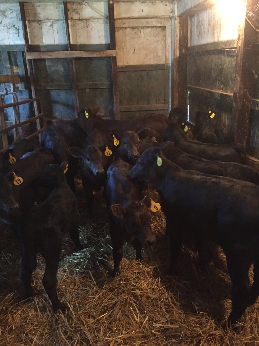 S_Forgey91's tweet photo. Baby's! Pasture time. #beef #futuresteaks #delicous https://t.co/Vgm2maRHHG