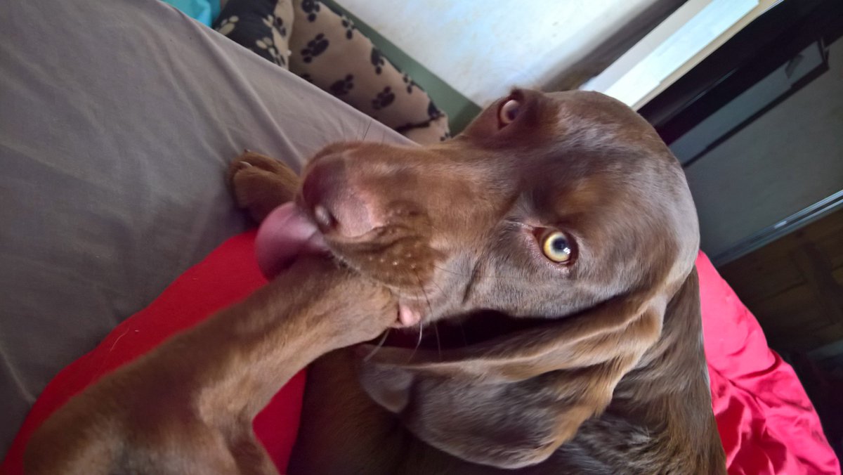 frankie and bennie (@valerietom) on Twitter photo 