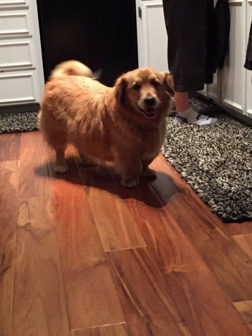 MindBlowing's tweet photo. Fascinated at how crossing a Corgi with any other dog breed results in what is basically a Corgi in disguise as the other breed. https://t.co/v7YTpoptx4