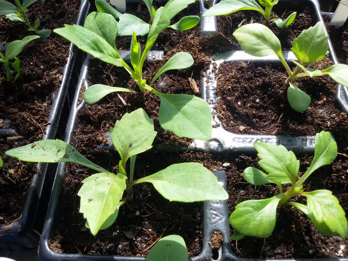 gardenorganicuk's tweet photo. Our GO members experiments are growing nicely. How are yours coming along?
#GOExperiments #organicgardening #organicseeds @Blooms_For_Bees https://t.co/J6u7DMr2tp